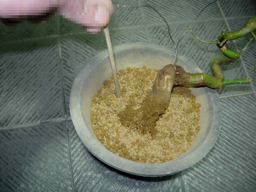 DSCN7379_conew1.jpg
