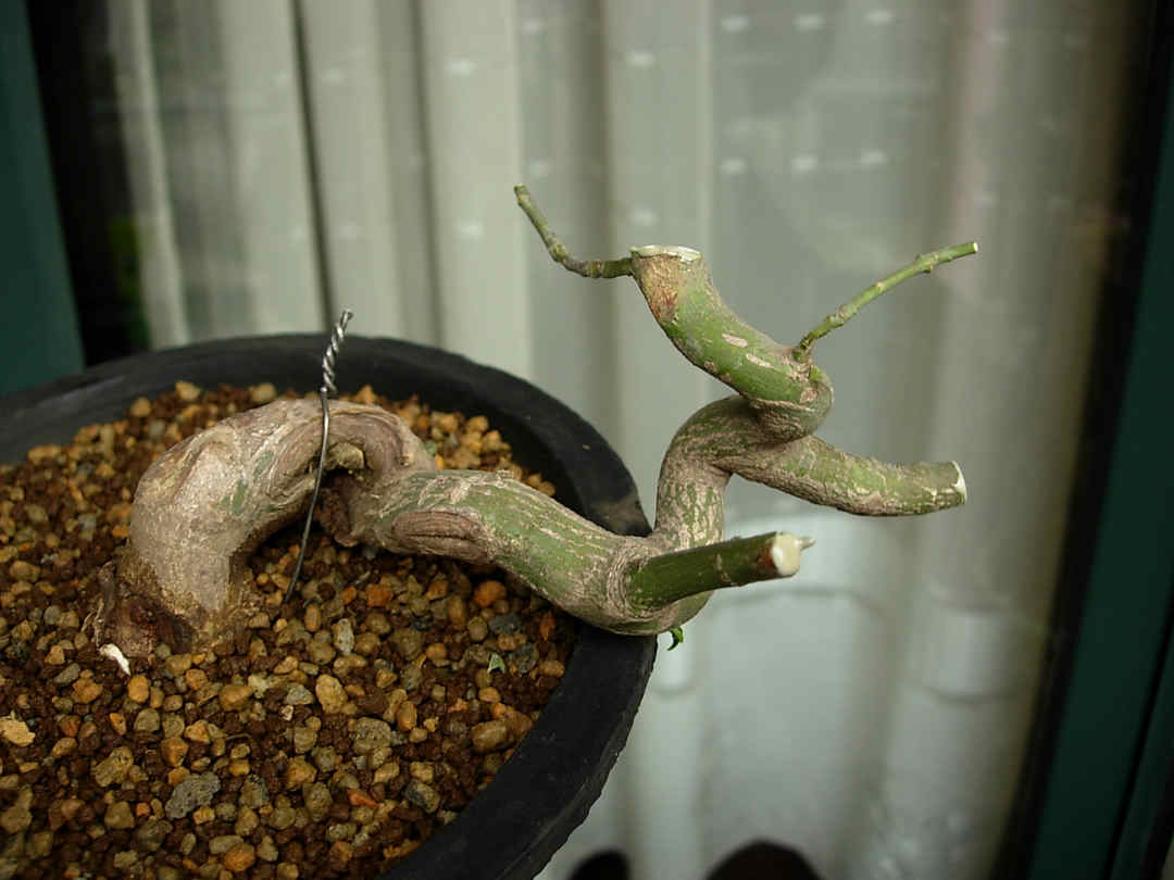 DSCN7388.JPG