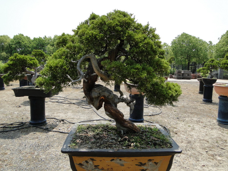 DSC05795_С.JPG