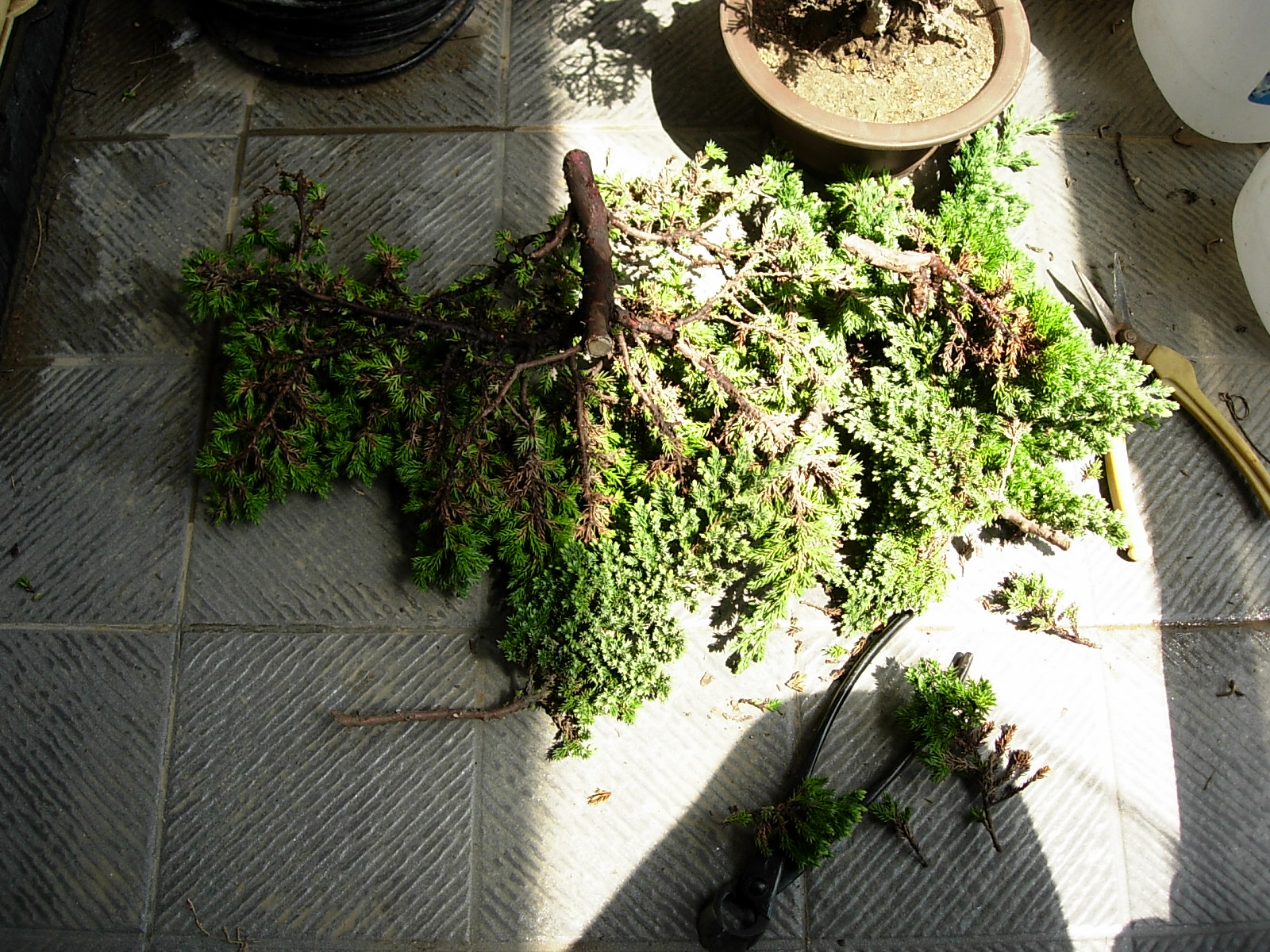 DSCN7526.JPG
