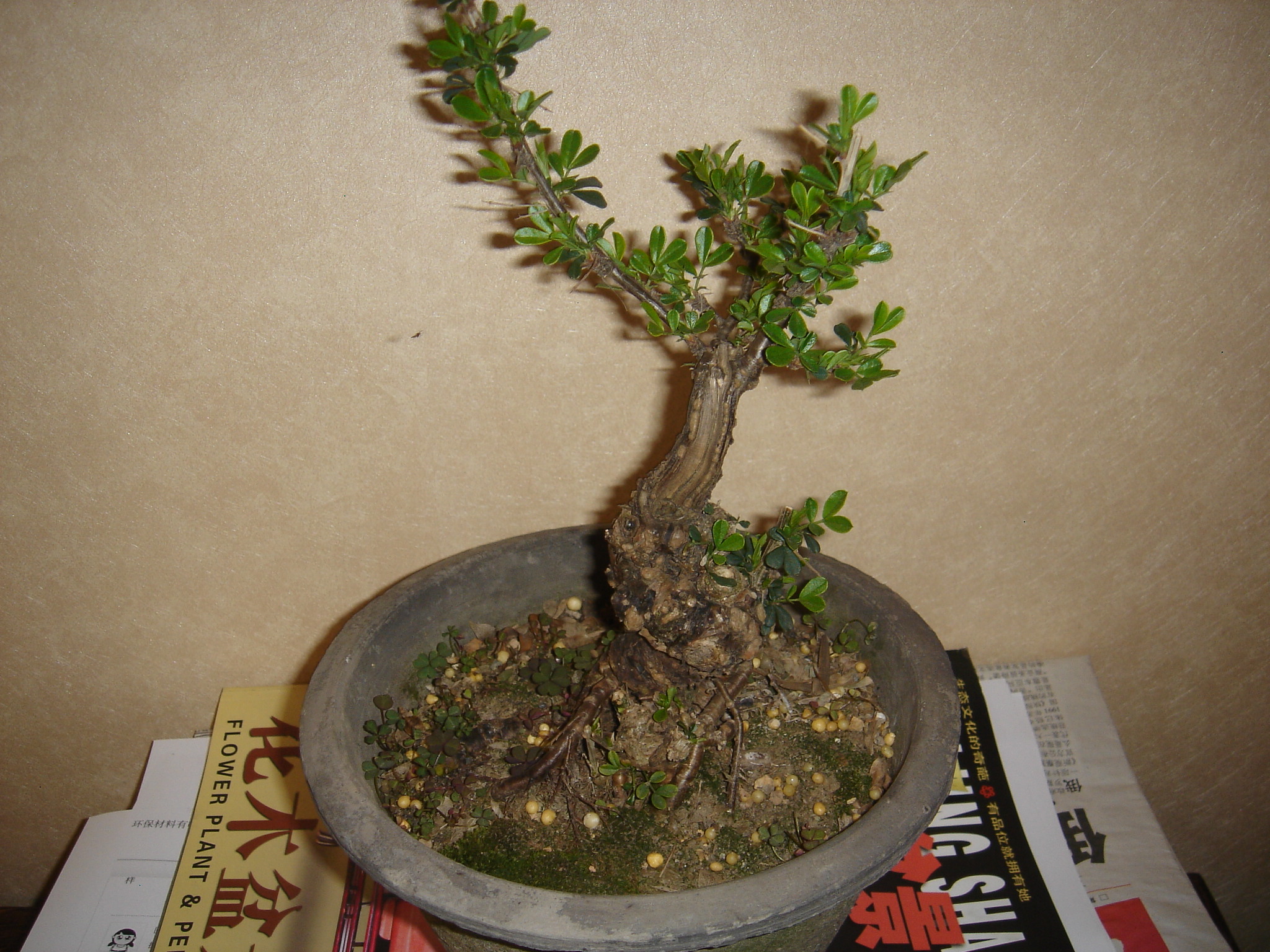 DSC02604.JPG