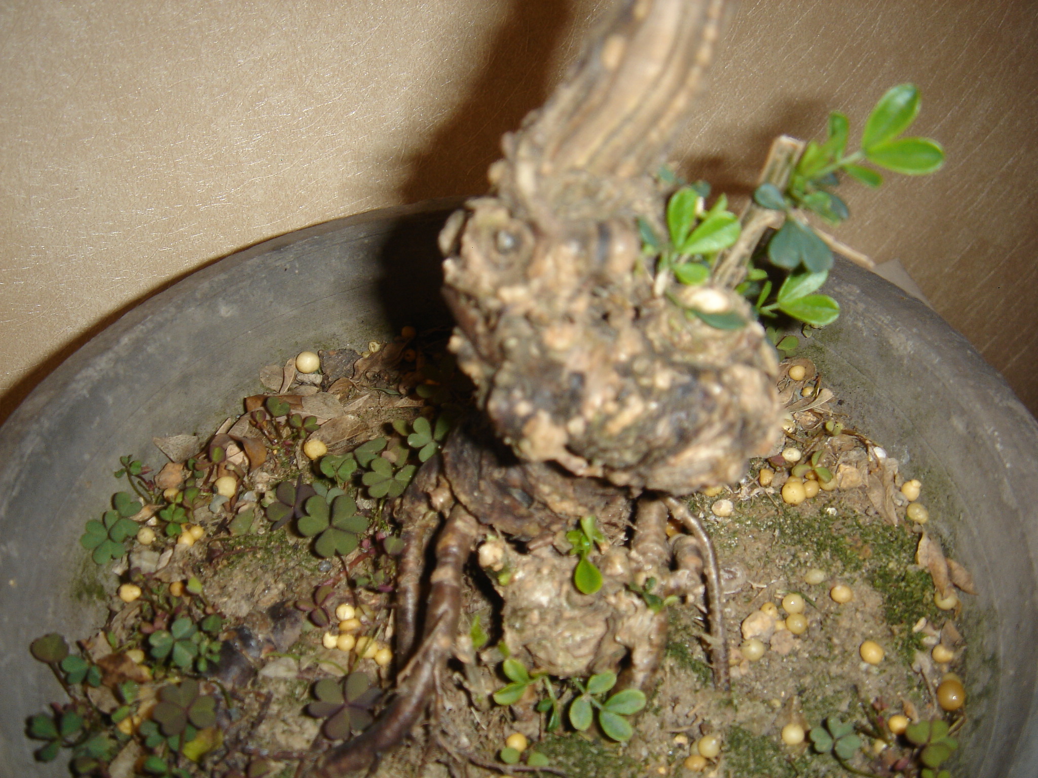 DSC02605.JPG