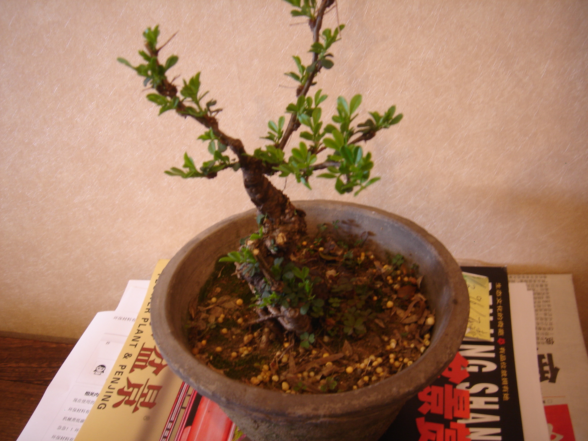 DSC02607.JPG