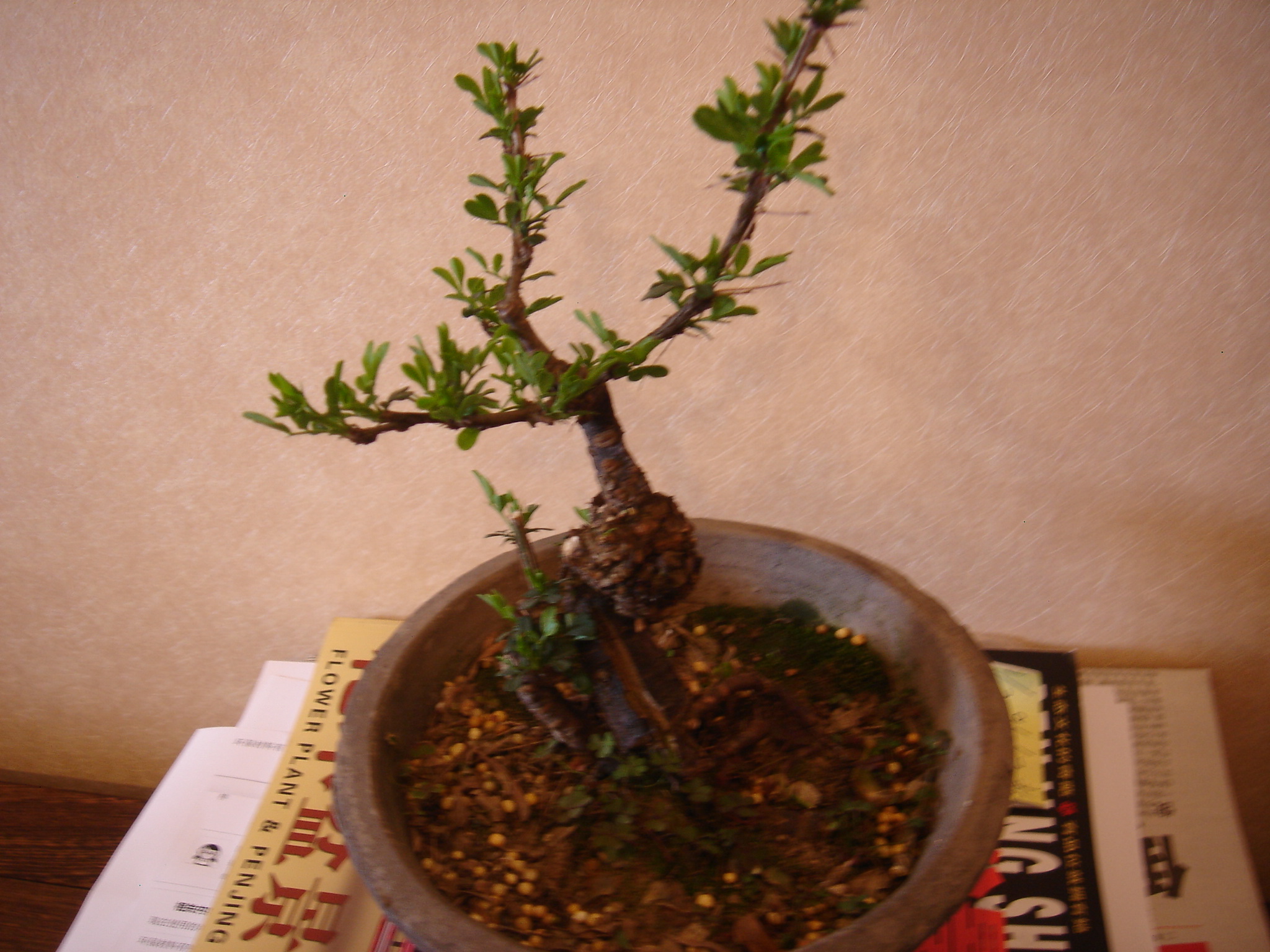 DSC02608.JPG