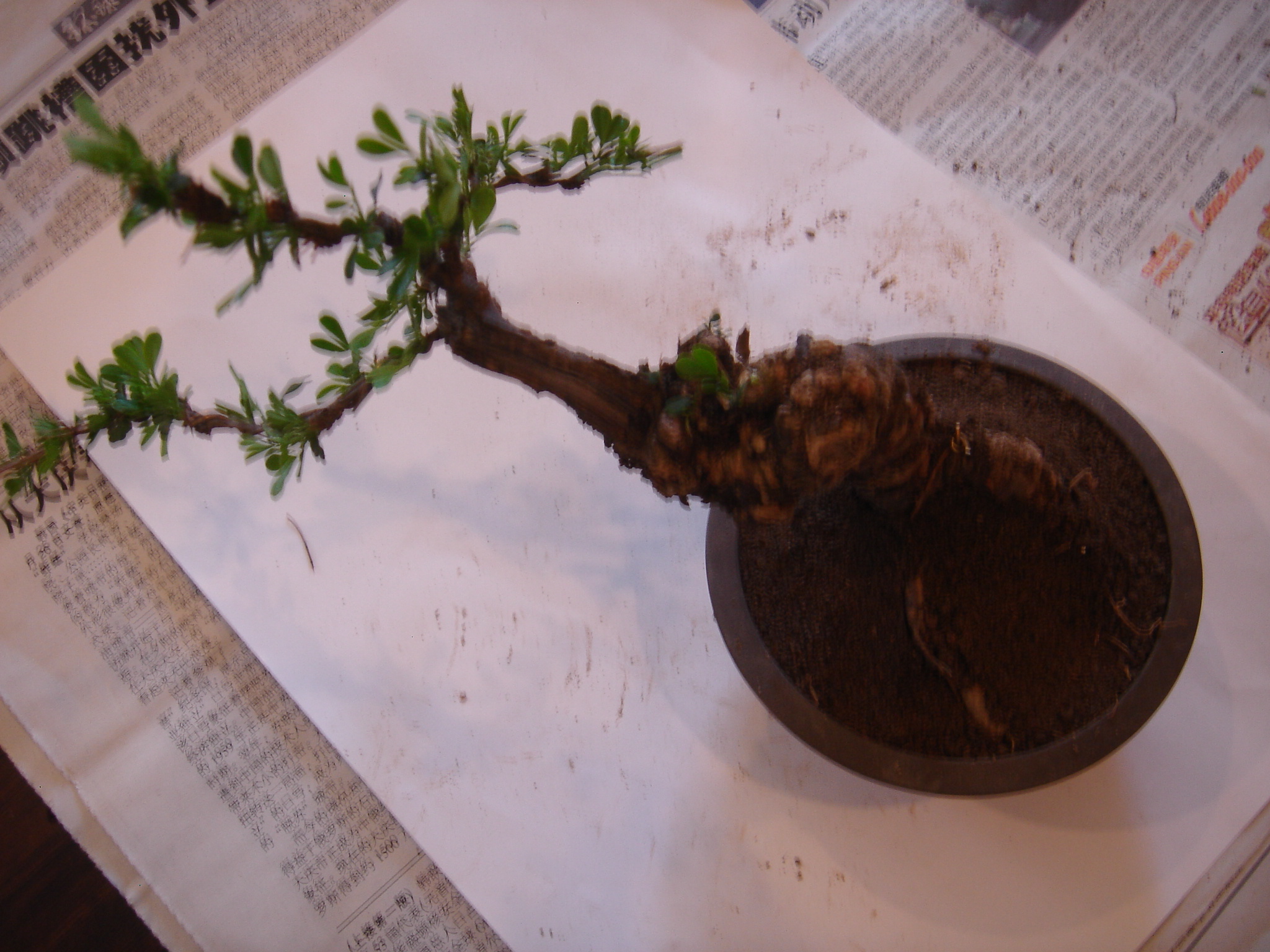 DSC02615.JPG