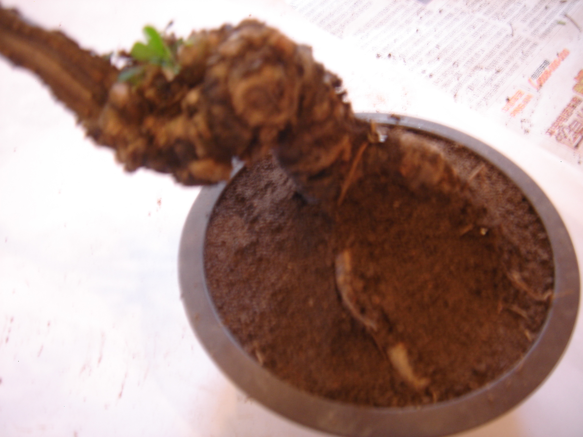 DSC02616.JPG