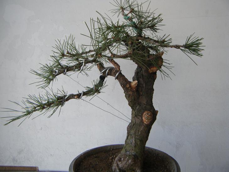 DSCF1602a.JPG