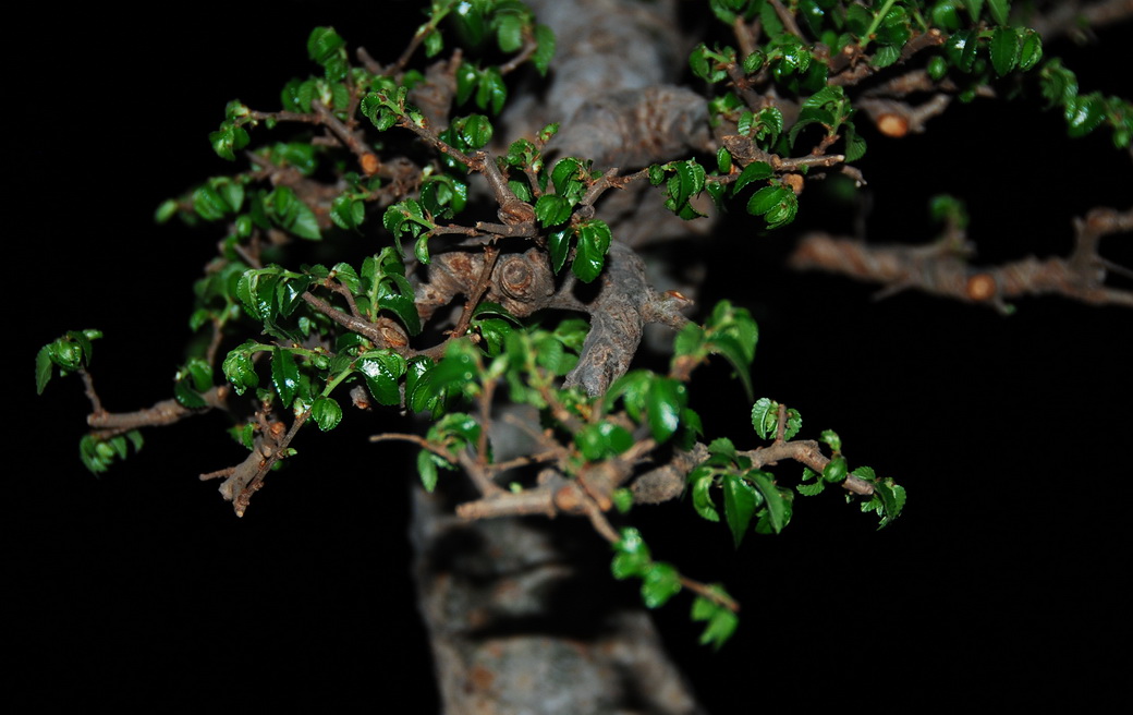 DSC_0340.jpg