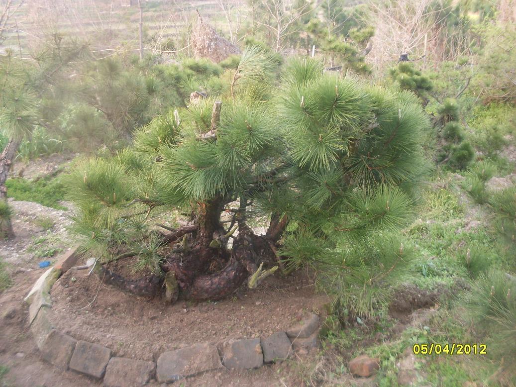 SDC11639.JPG
