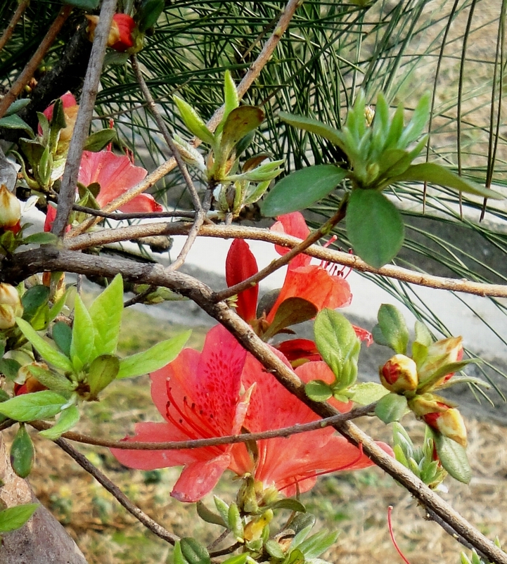 DSC08645.JPG