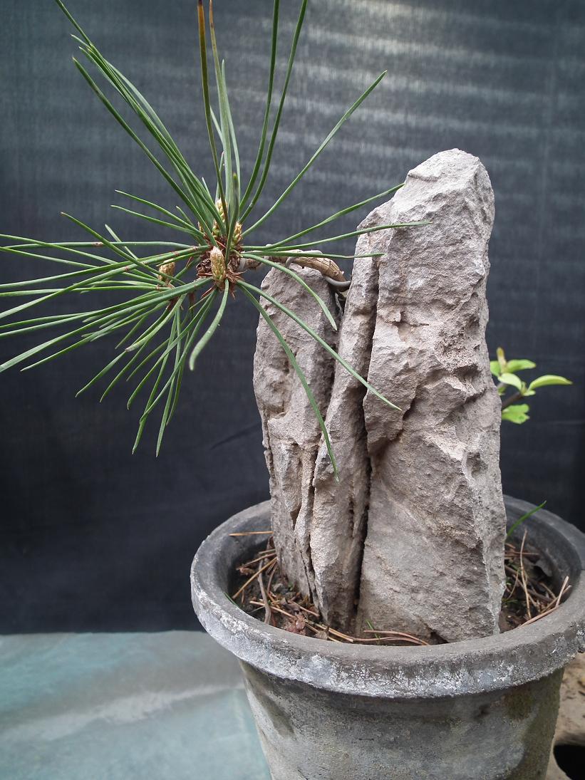 DSCF5468.JPG
