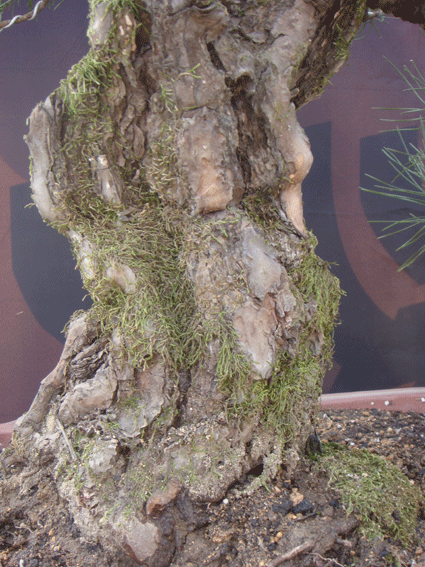 DSC05931.gif