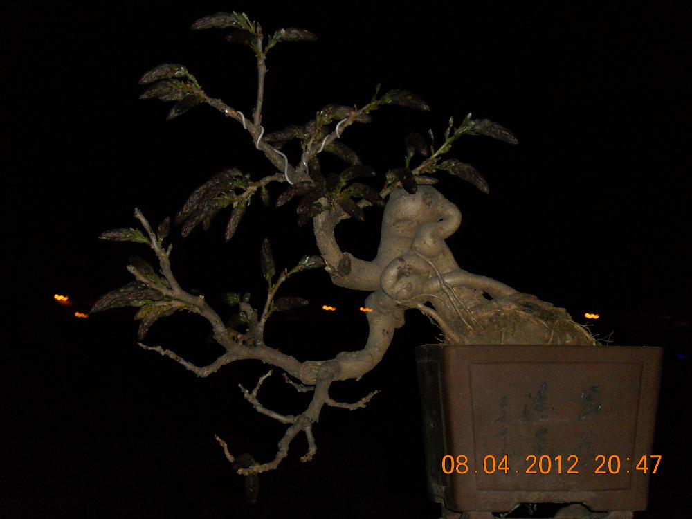 ҵ辰 010.jpg