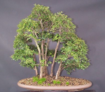 chineseelmforest.jpg