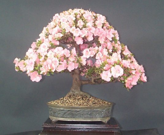 azalea.jpg