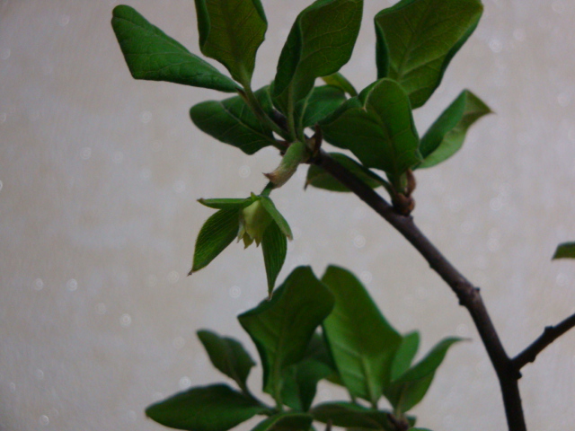 DSC08562.JPG