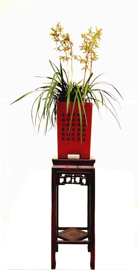 蕙兰.jpg