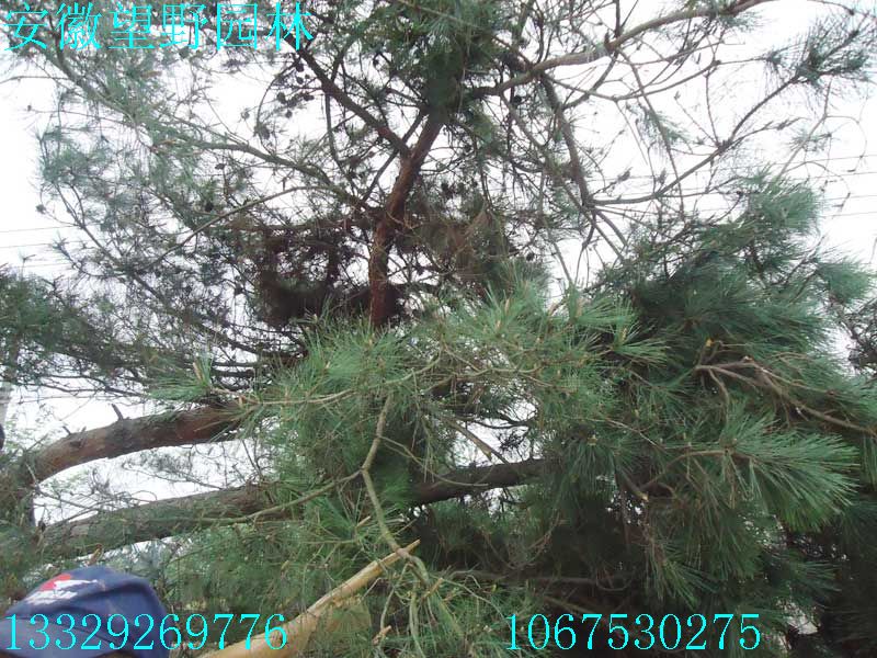 DSC03261.jpg