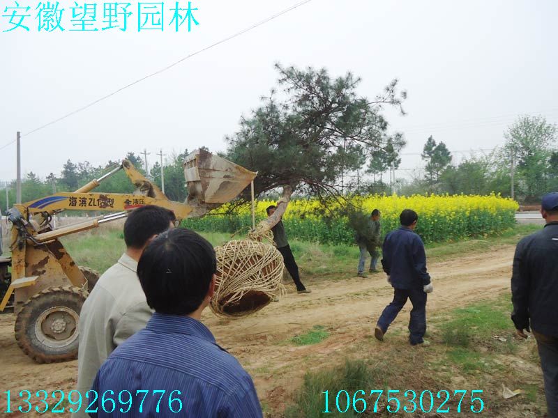 DSC03253.jpg