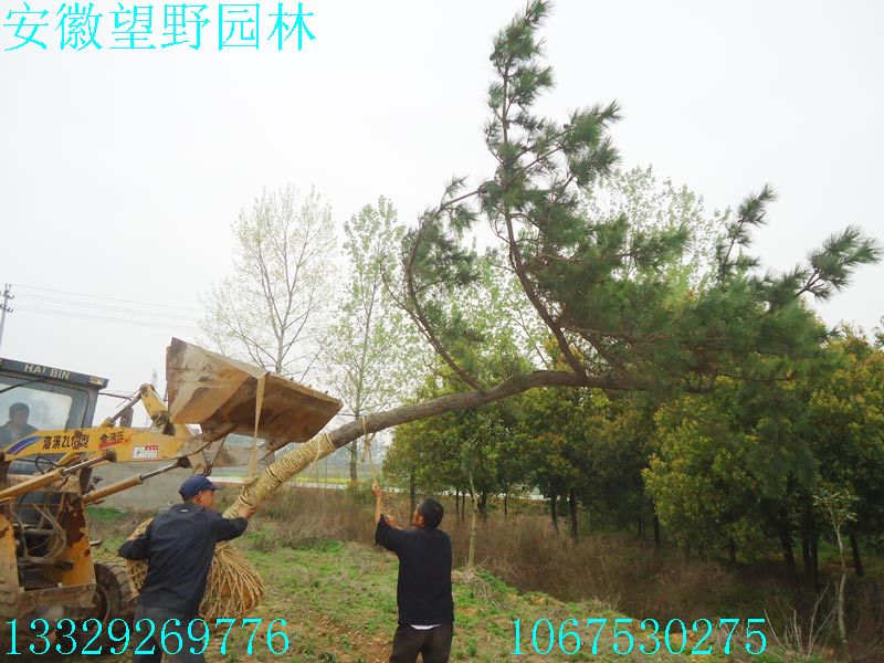DSC03238.jpg