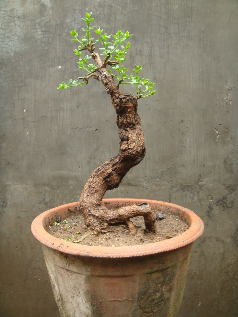 ת DSC02375.JPG