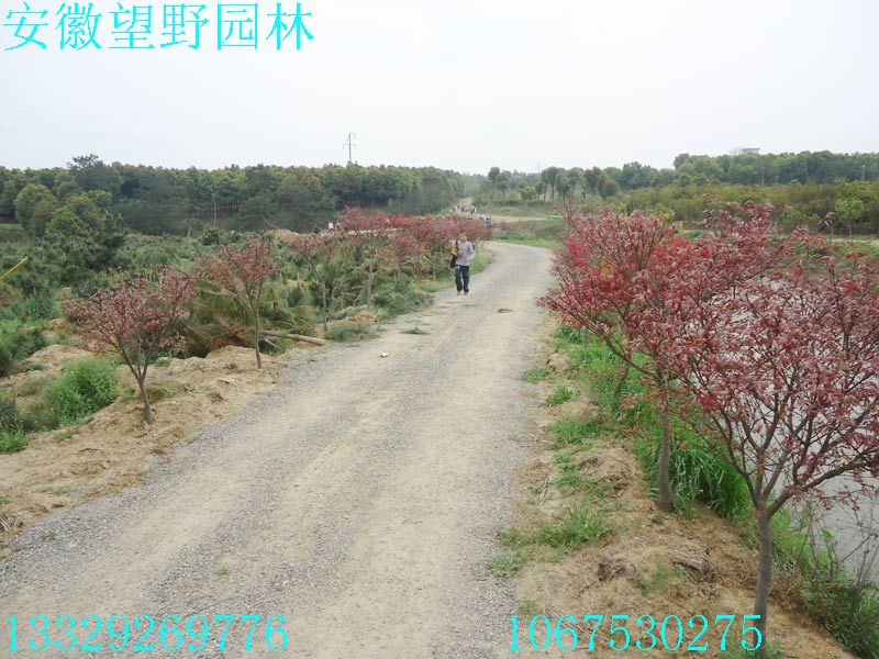DSC03274.jpg