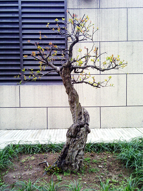 IMG_20120413_132116.jpg