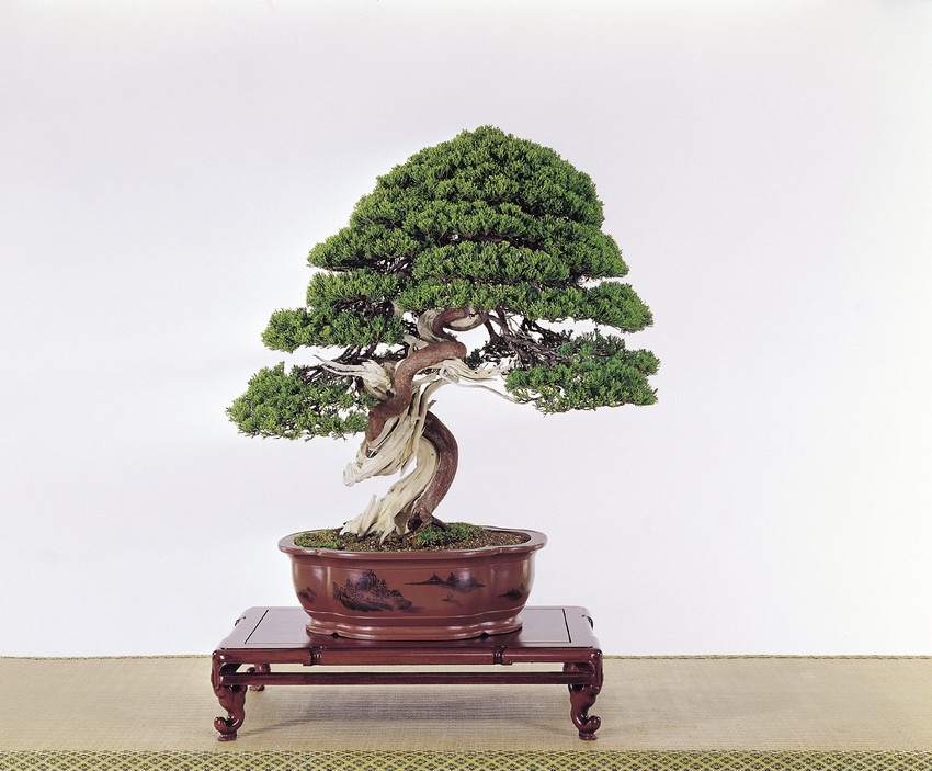 p60.jpg