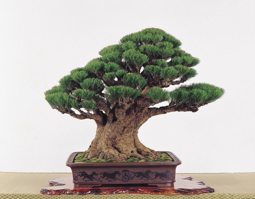 p56.jpg