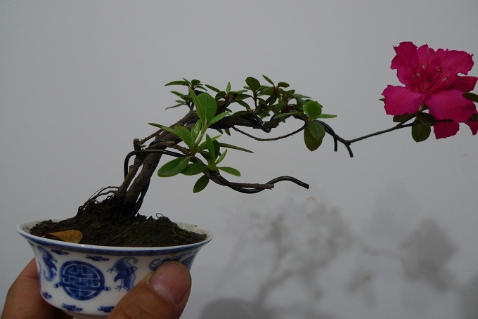 P1020592.JPG