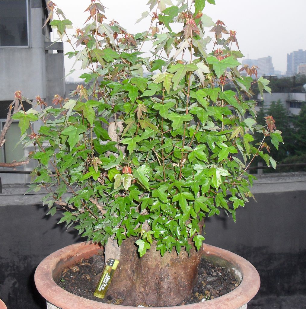 SDC13355.JPG