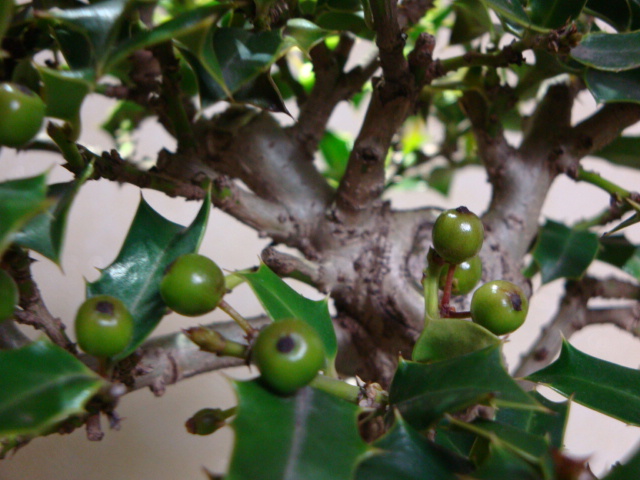 DSC08690.JPG