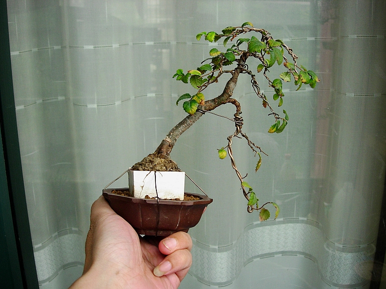 DSCN6033_conew1.jpg