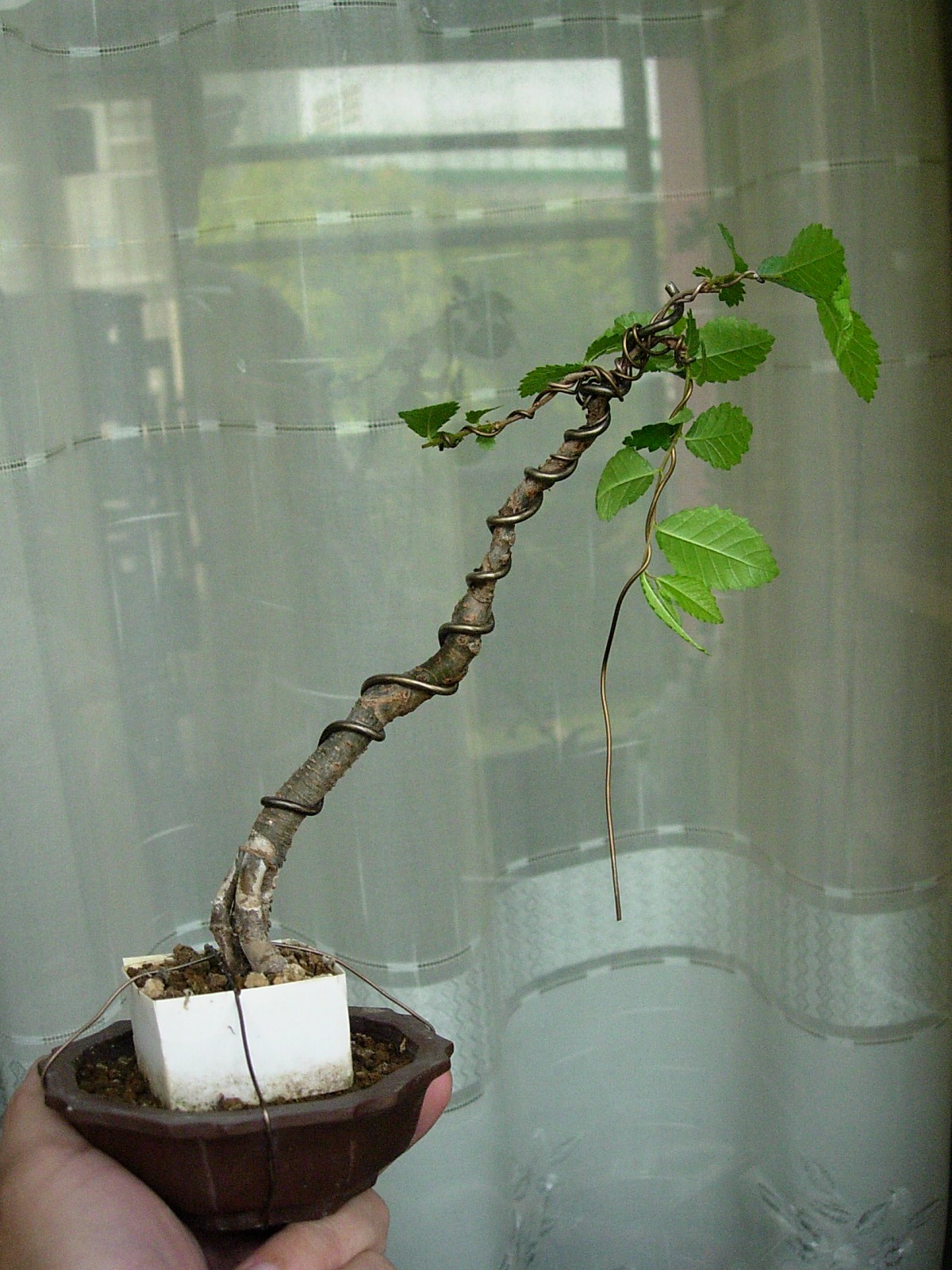 DSCN7651_conew1.jpg