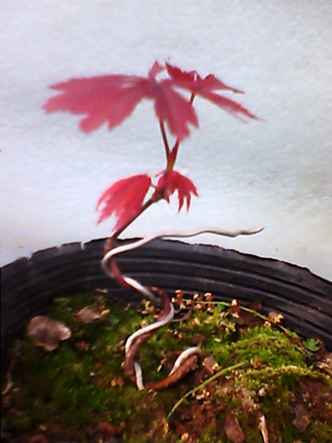 IMG1062A.jpg
