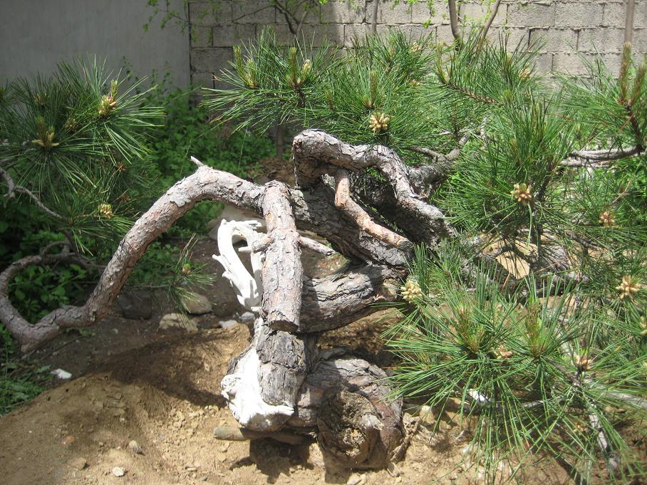 Ƭ 033.jpg