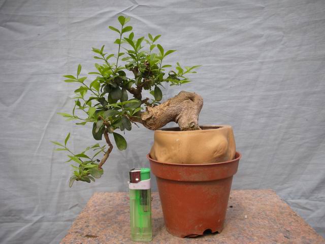 С Ƭ 051.jpg