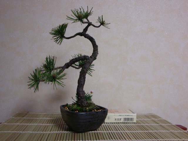 DSC08725.JPG