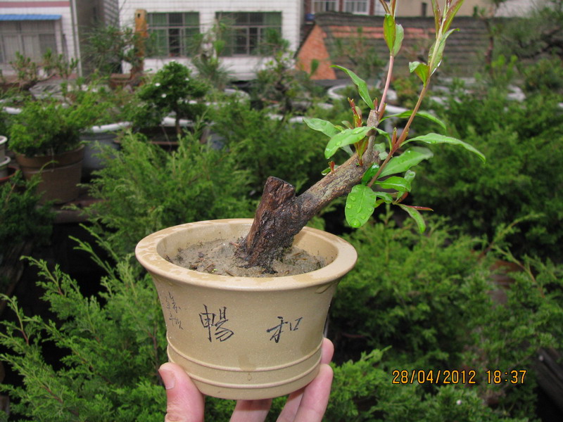  20120428 004.jpg