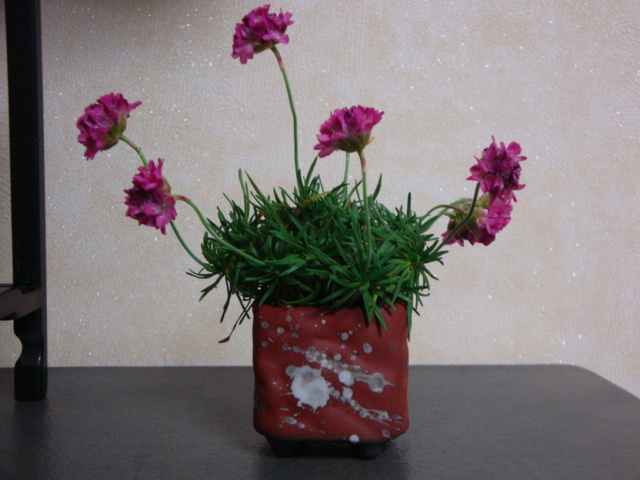 DSC08760.JPG
