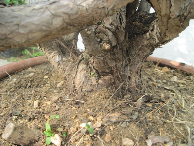 20120429СƬ 025.jpg