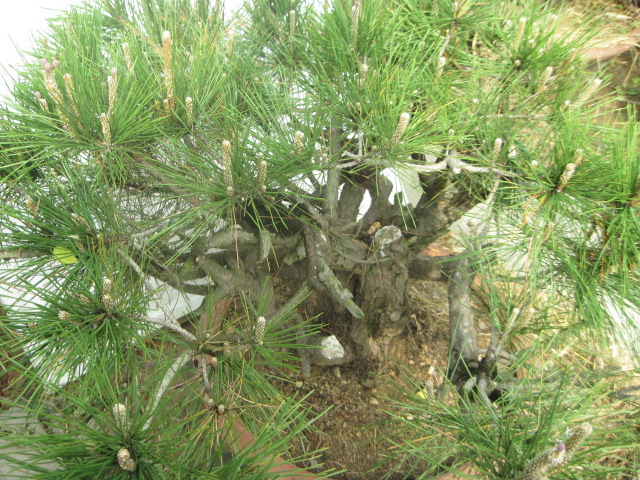20120429СƬ 028.jpg
