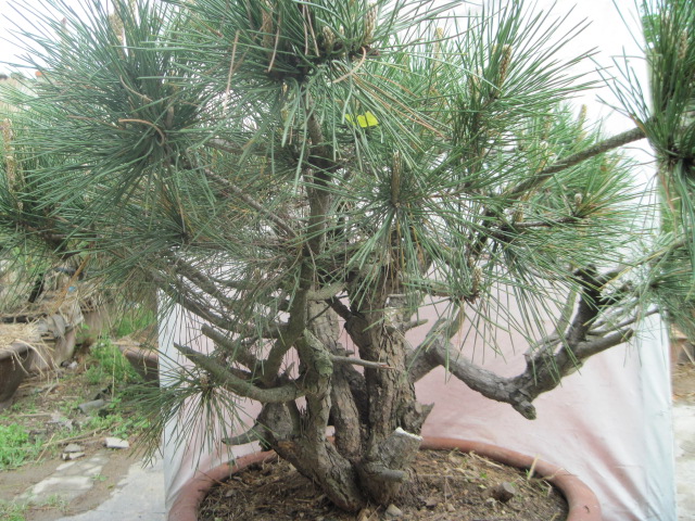 20120429СƬ 032.jpg