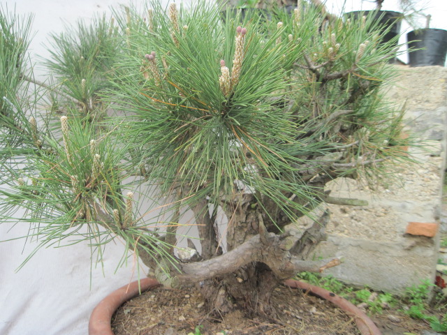 20120429СƬ 035.jpg