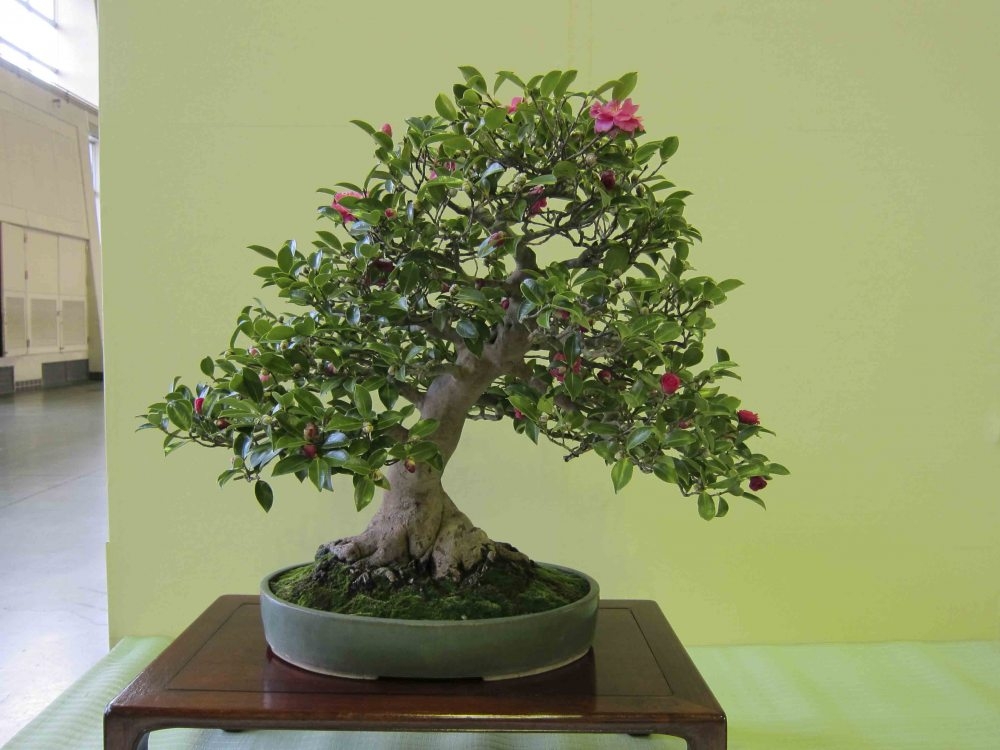 Meifu Ten 2012 008.jpg
