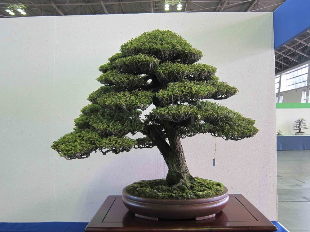 Meifu Ten 2012 025.jpg