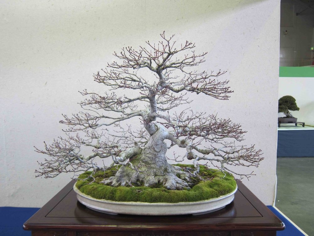 Meifu Ten 2012 026.jpg
