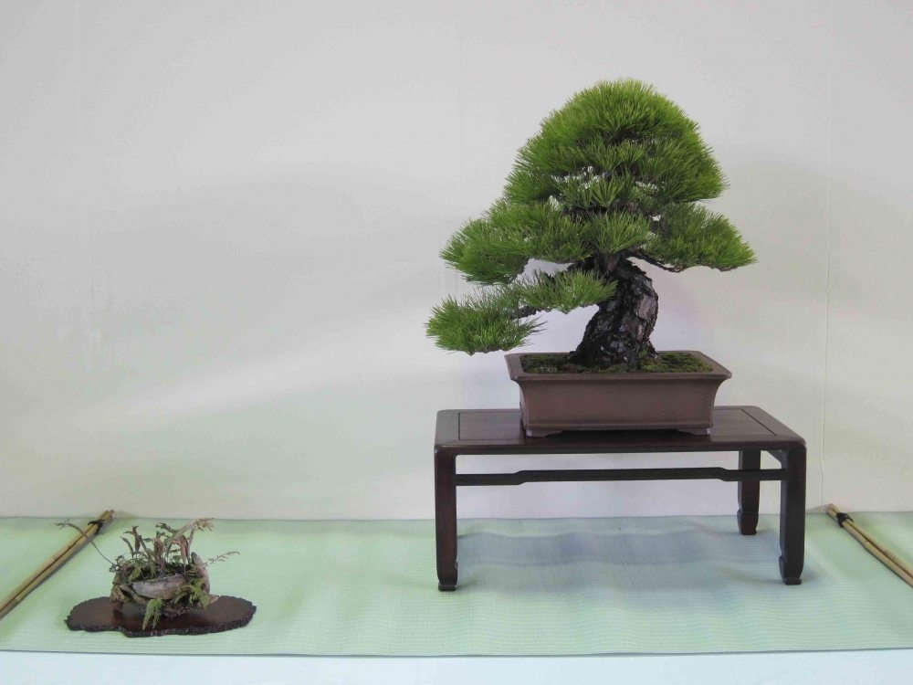 Meifu Ten 2012 047.jpg