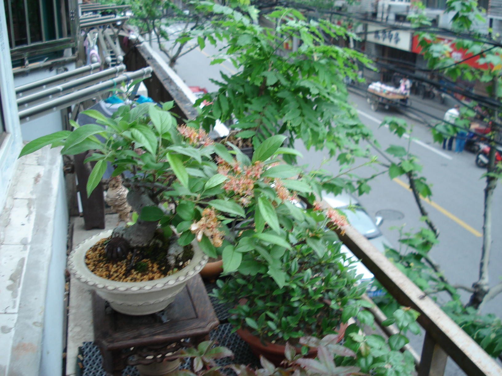 DSC00906.JPG