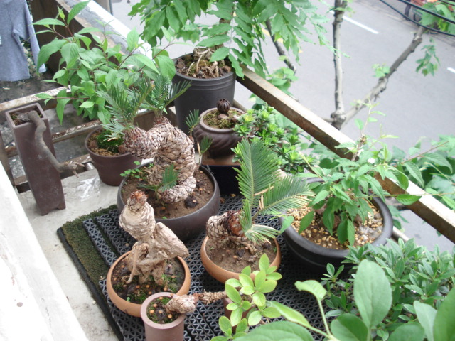 DSC00917.JPG